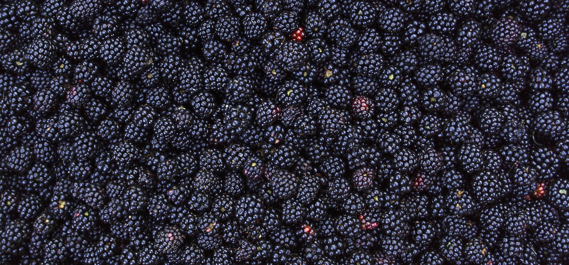 Local Blackberry Season
