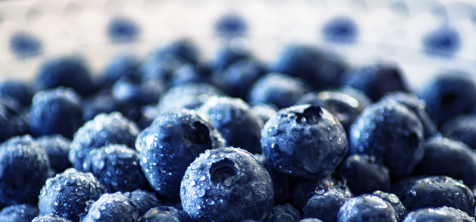Local Blueberry Season