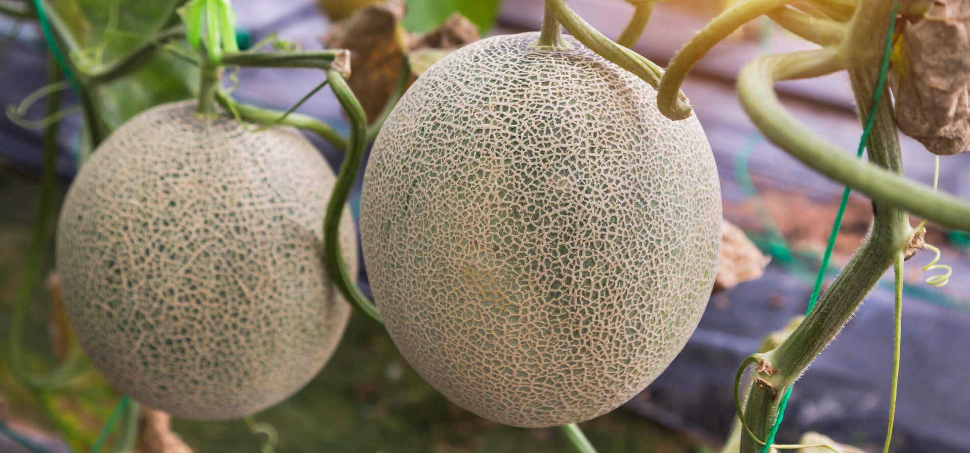 Georgia Sugar Cube Cantaloupe