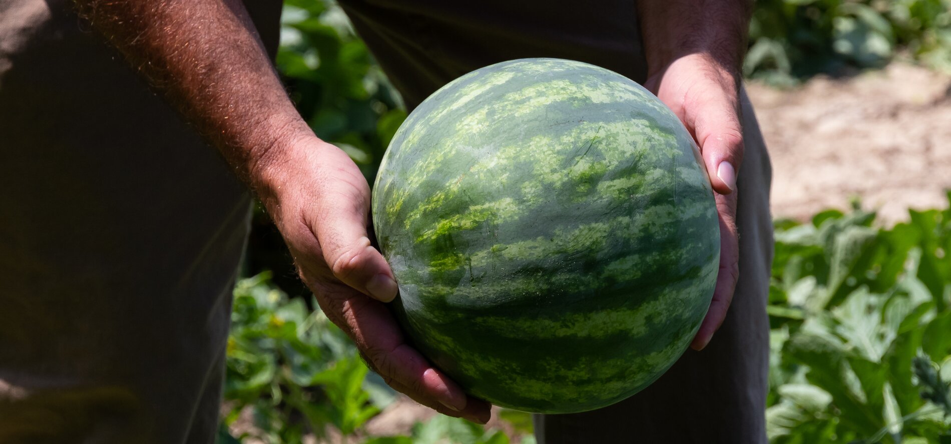 Sugar Baby Watermelons