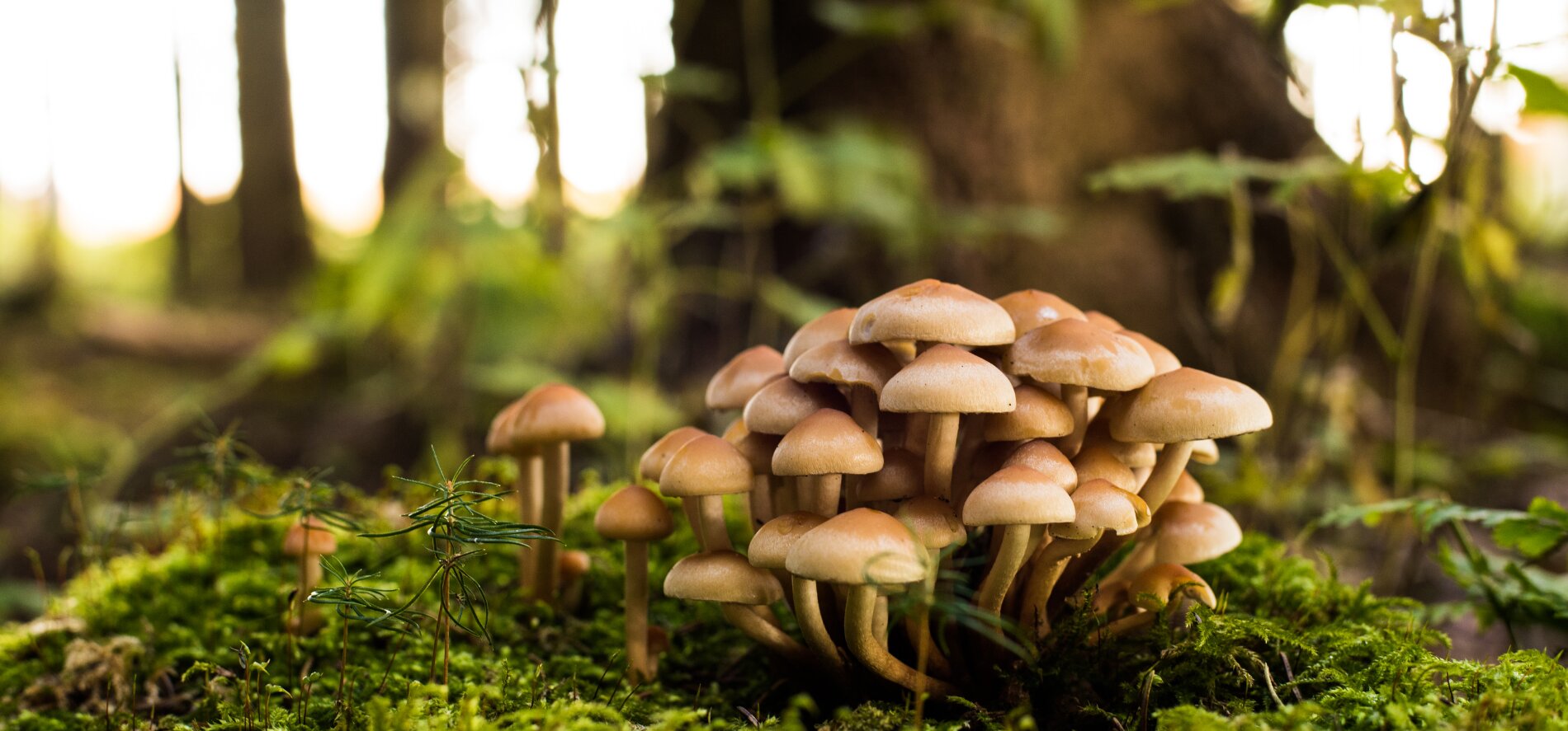 The Fungus Among Us