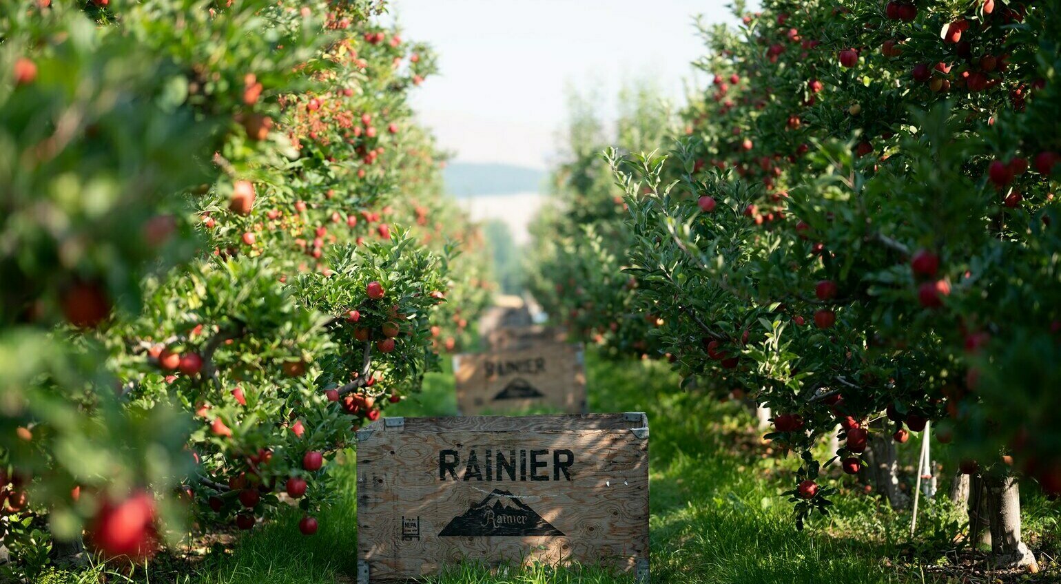 Rainier Fruit Co