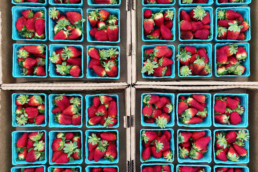 Fresh Harvest Strawberries
