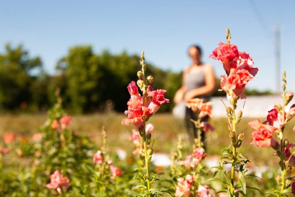 Hearts of Harvest grows a variety of vegetables, cut flowers, mushrooms and microgreens