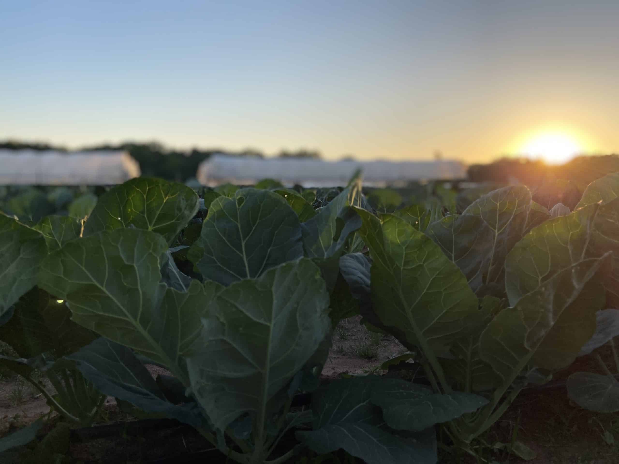 Sunrise over a local farm in Georgia