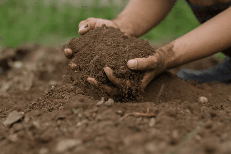 Fresh Georgia soil and local farm