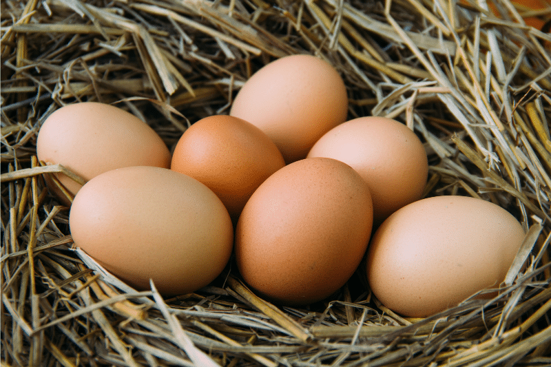 Fresh local Georgia eggs ready for delivery