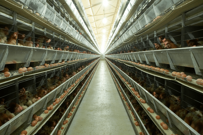 Choosing eggs and chicken from different sources in Georgia