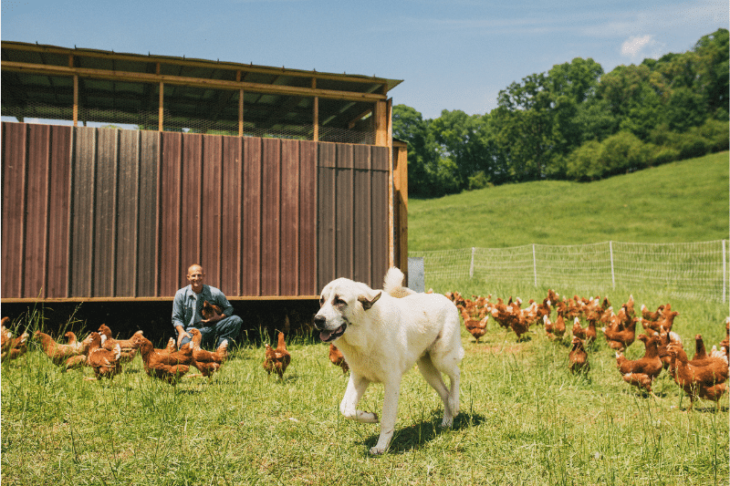 Local eggs and chickens outdoors at Georgia farm