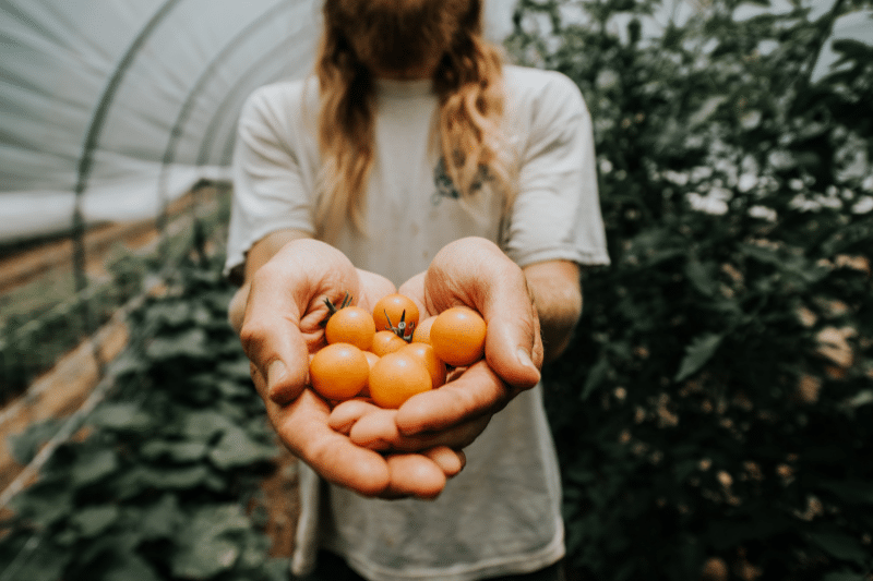 Fresh Harvest Farmer holding tomatoes